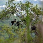 Monos-bosque-guayaquil
