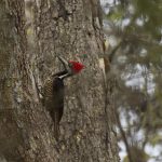 Neoselva_Carpintero_Cerro_Blanco-HQ (1)