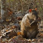Neoselva_Dasyprocta_punctata_guatusa-HQ