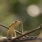 Neoselva_Sternocercus_Cerro_Blanco-HQ (1)