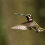 bosque-cerro-blanco-sendero-colibri