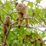 capuchinos-familia-bosque-cerro-blanco