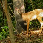venado-bosquecerro-blanco